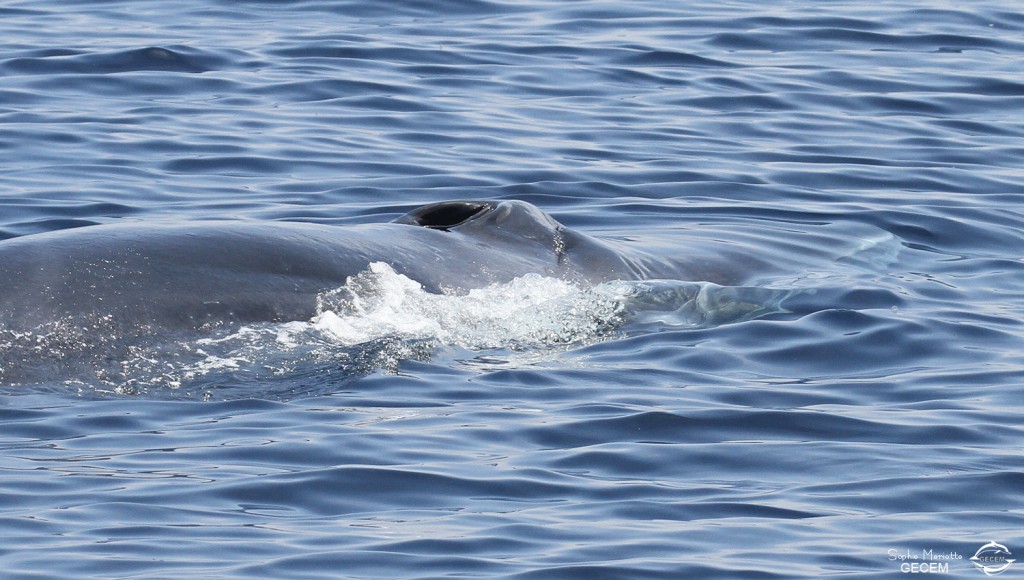 Rorqual commun au large de Sanary
