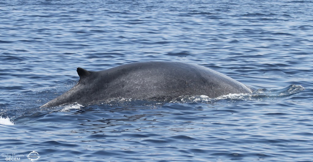 Rorqual commun au large de Sanary