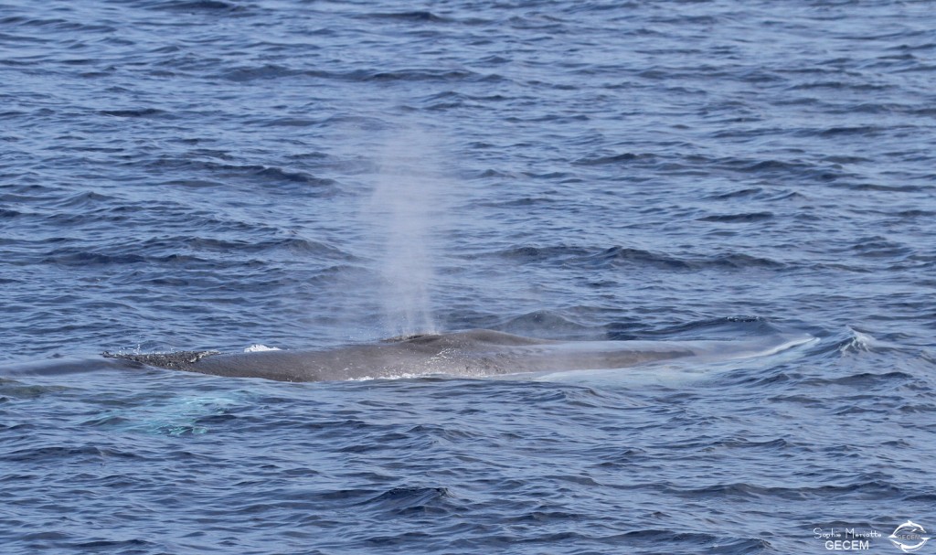 Rorqual commun au large de Sanary