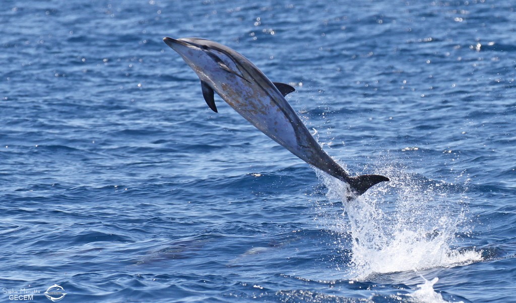 Dauphin bleu et blanc au large de Sanary