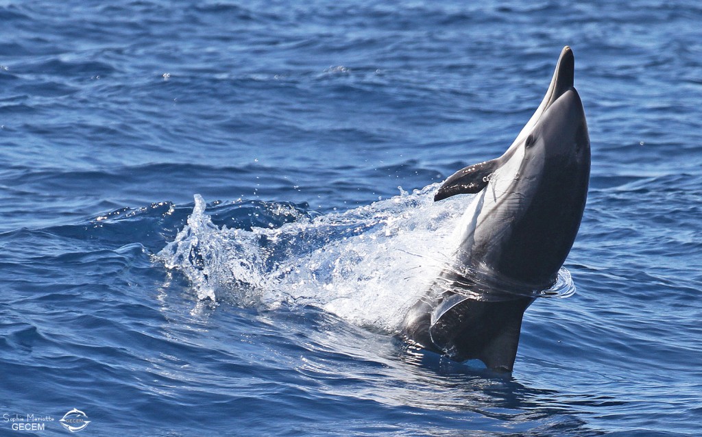 Dauphin bleu et blanc au large de Sanary