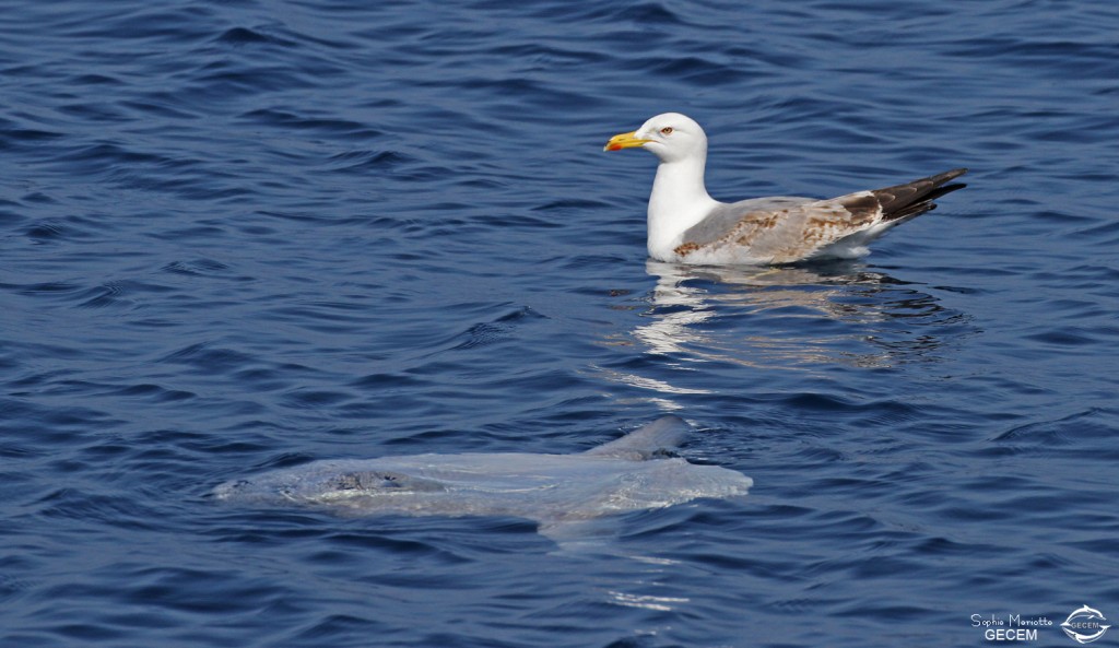 Poisson lune au large de Sanary