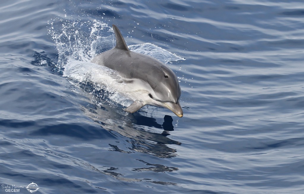 Dauphin bleu et blanc au large de Sanary