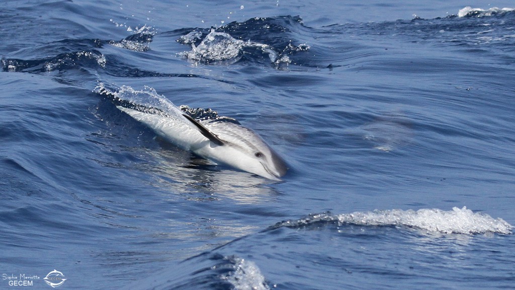 Dauphin bleu et blanc au large de Sanary