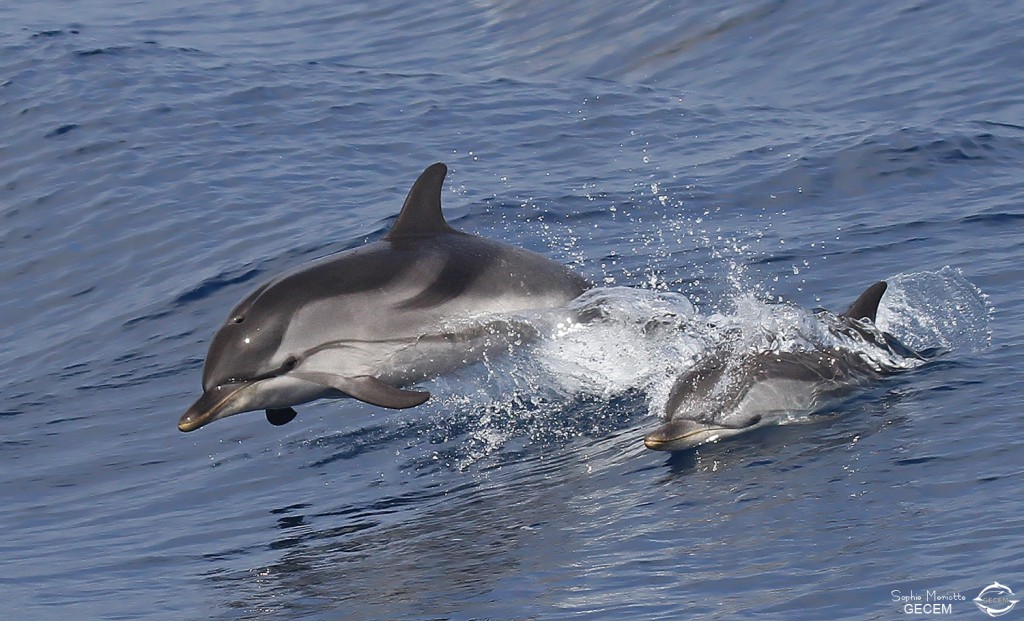 Dauphin bleu et blanc au large de Sanary