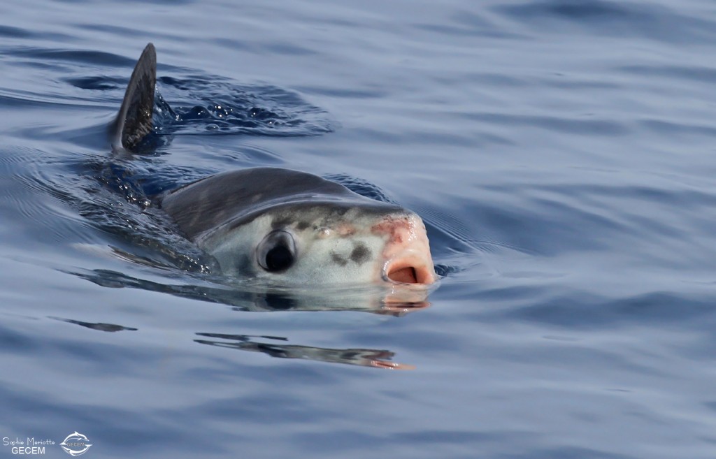 Poisson lune au large de Sanary