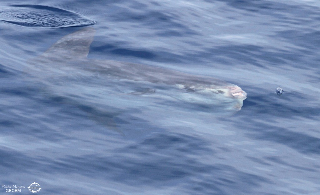 Poisson lune au large de Sanary