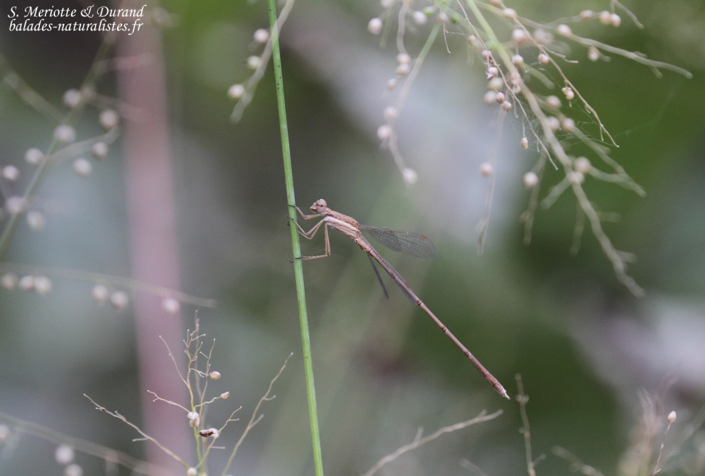 sud-saloum (23)foret-sangako-libellule