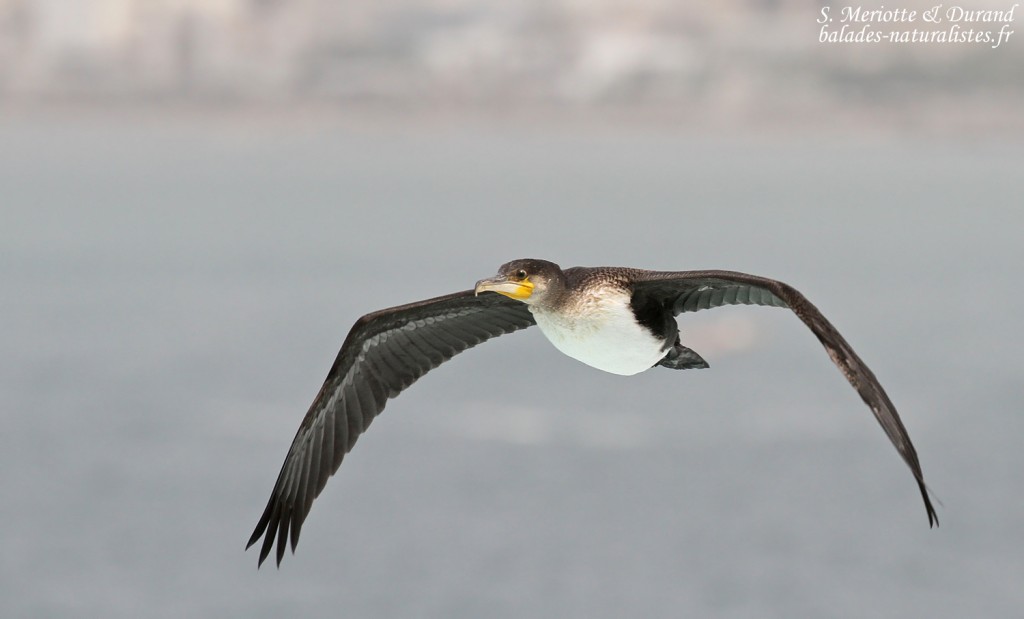 iles-madeleines-senegal (24)grand-cormoran