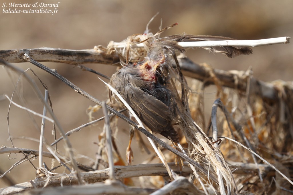 Fauvette passerinette prédatée par une Pie-grièche à tête rousse