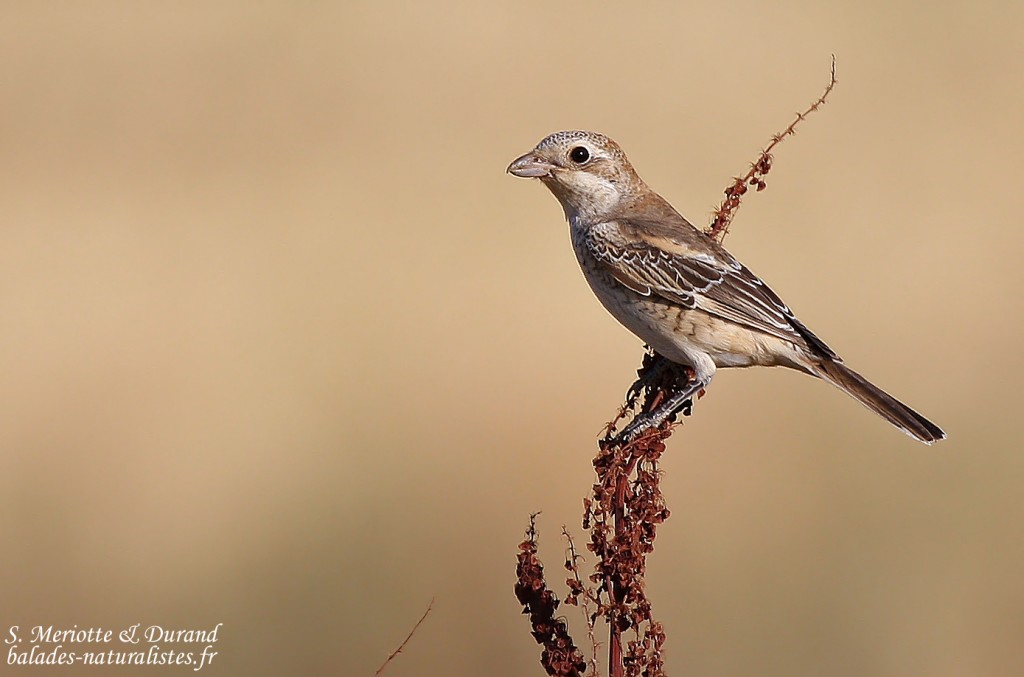 Jeune de Pie-grièche à tête rousse, Bulgarie