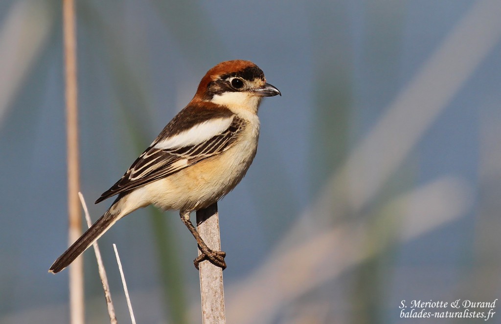 Adulte de Pie-grièche à tête rousse, Delta de l'Ebre
