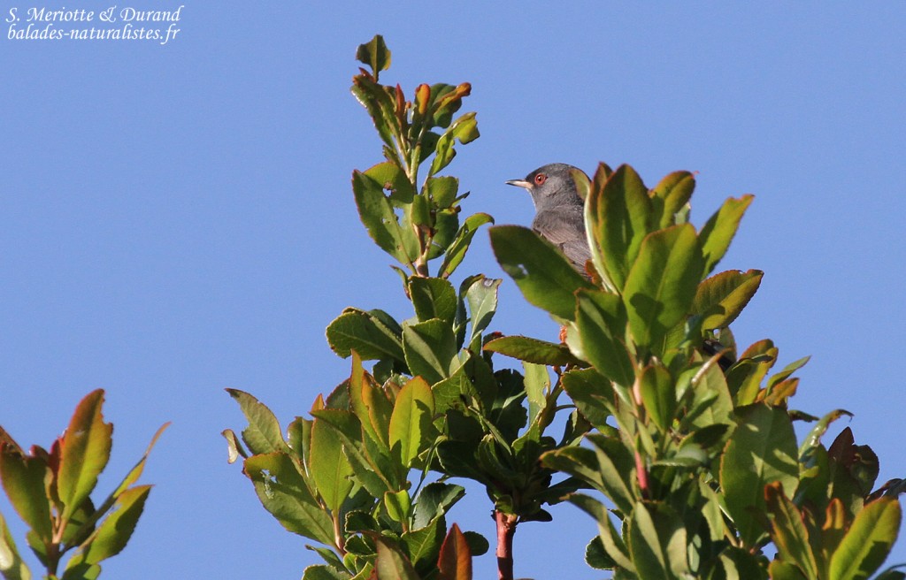 Fauvette sarde, Cap corse
