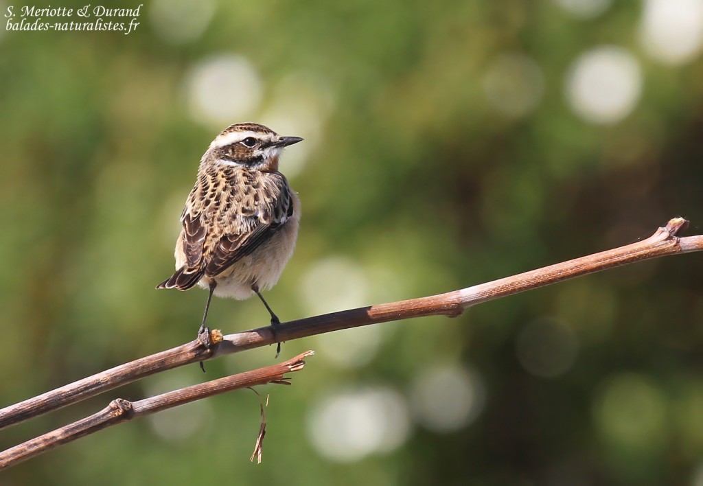 Tarier des prés, Cap corse