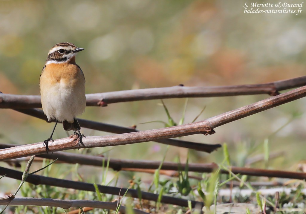 Tarier des prés, Cap corse