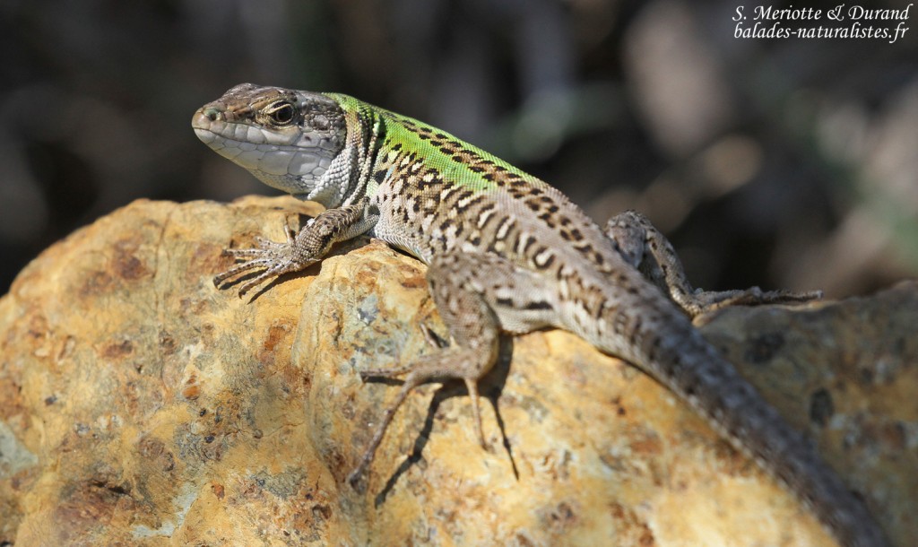 Lézard sicilien Cap corse