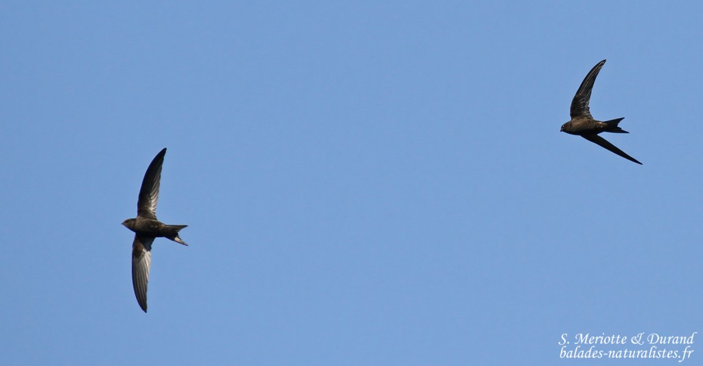 Martinets noirs, Cap corse