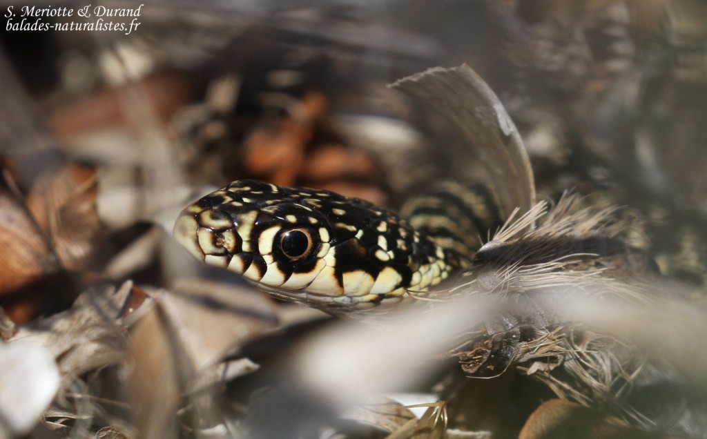 Couleuvre verte et jaune, Cap corse