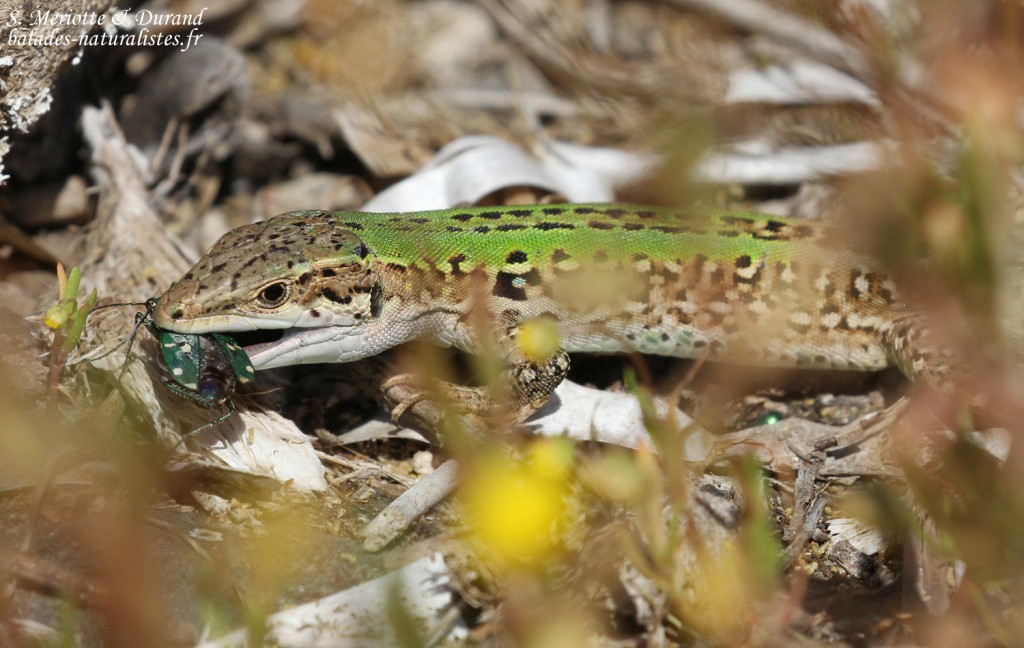 Lézard sicilien dévorant une cicindelle champêtre