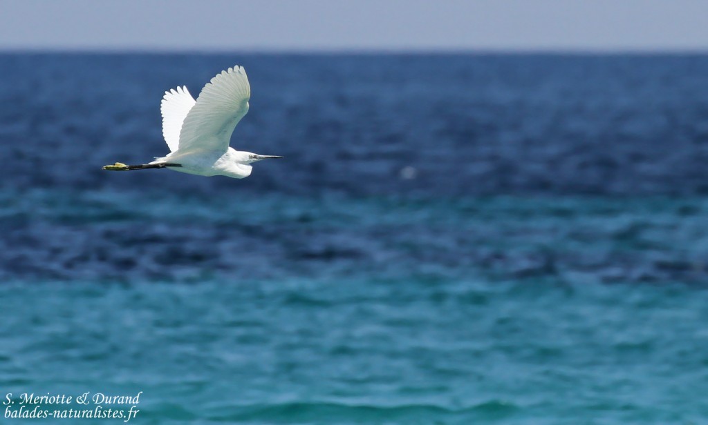 Aigrette garzette, Cap Corse