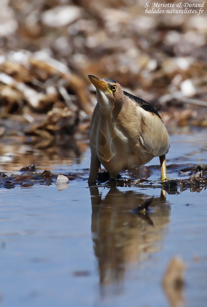 Blongios nain, Cap Corse