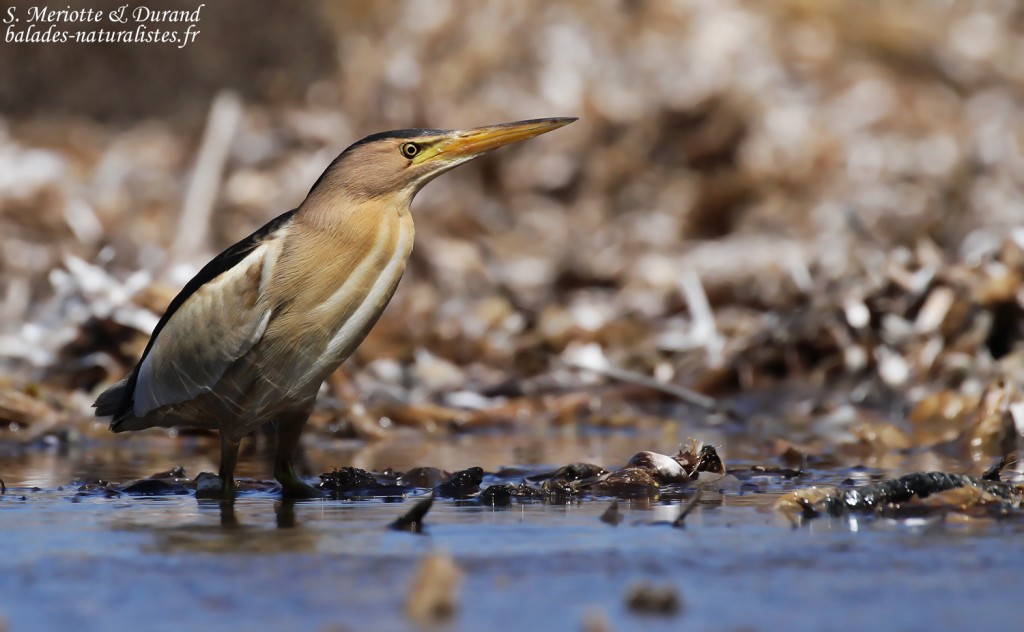 Blongios nain, Cap Corse