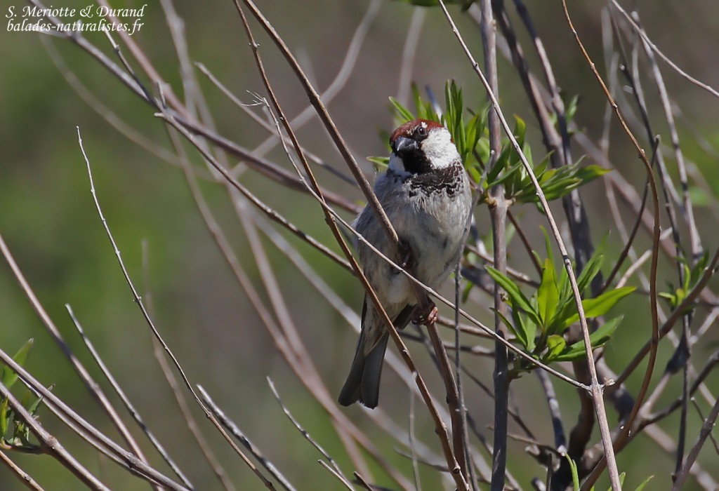 Moineau cisalpin, Cap Corse