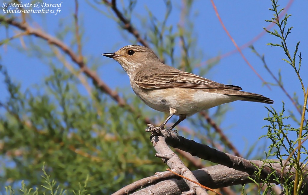 Gobemouche gris, Cap Corse