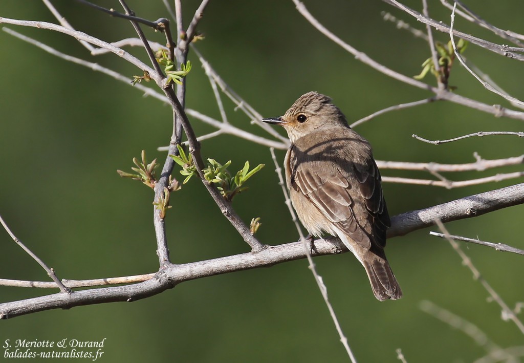 Gobemouche gris, Cap Corse