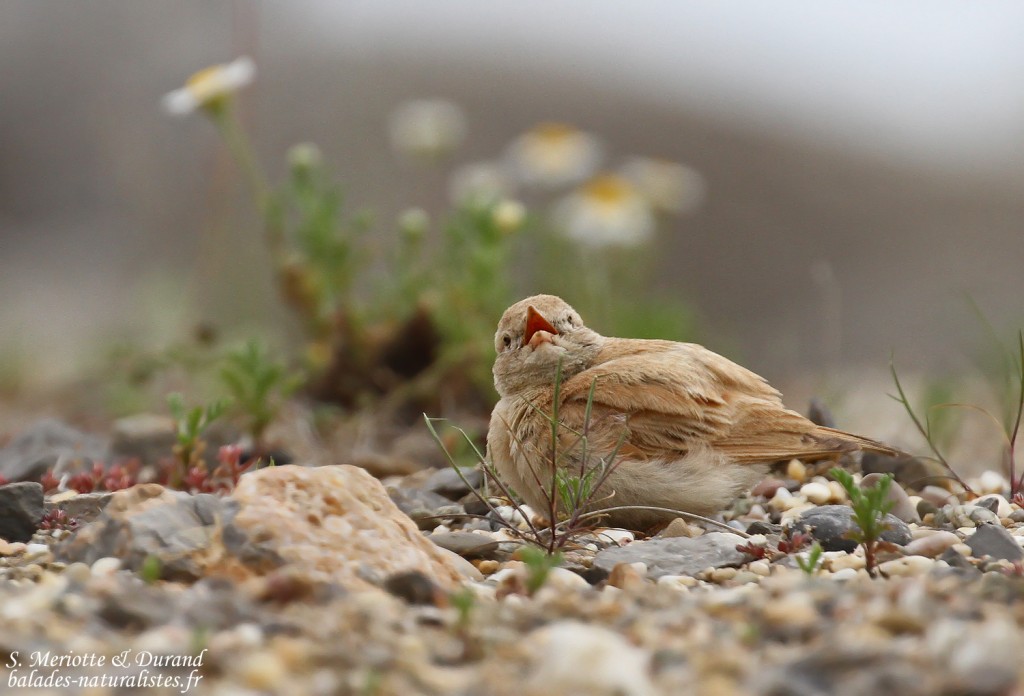 Ammomane élégante, Lido de Mateille, Gruissan, Aude