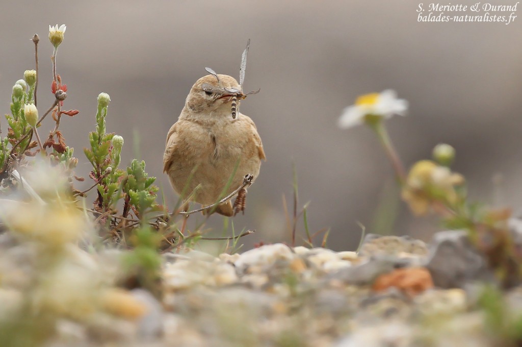Ammomane élégante, Lido de Mateille, Gruissan, Aude