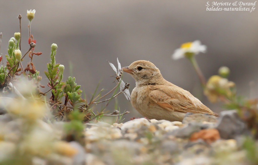 Ammomane élégante, Lido de Mateille, Gruissan, Aude