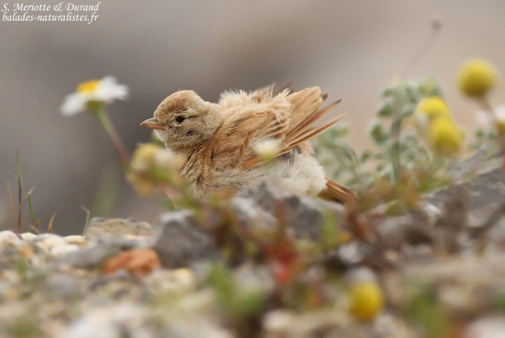 Ammomane élégante, Lido de Mateille, Gruissan, Aude