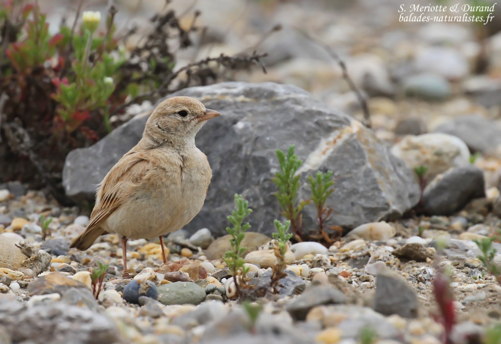 Ammomane élégante, Lido de Mateille, Gruissan, Aude