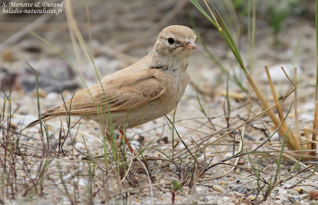 Ammomane élégante, Lido de Mateille, Gruissan, Aude