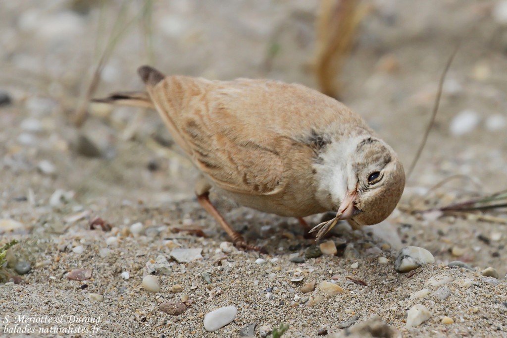 Ammomane élégante, Lido de Mateille, Gruissan, Aude