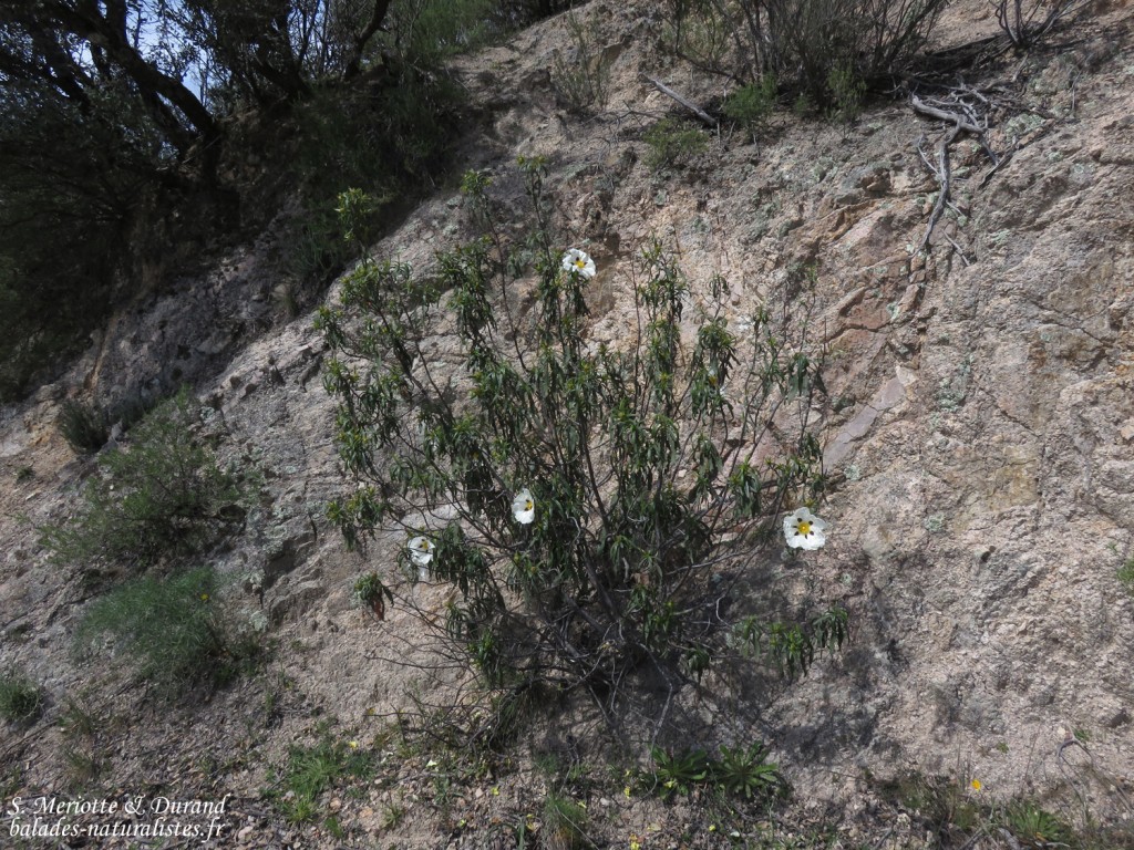 Ciste Labdanum, Sierra Morena