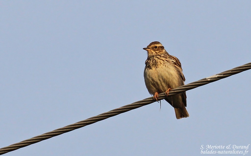Alouette lulu, Sierra Morena