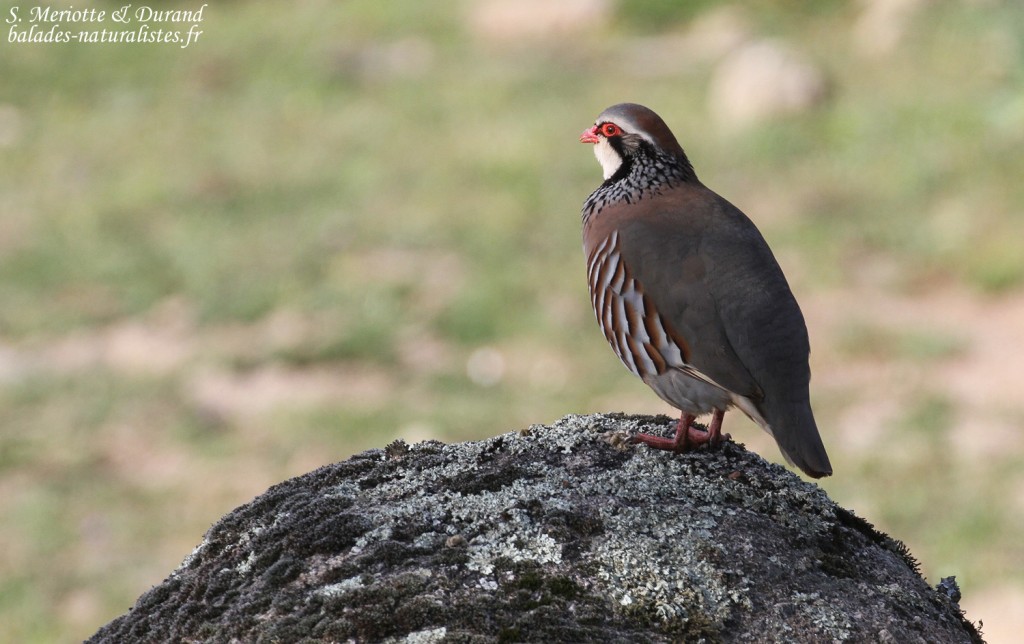 Perdrix rouge, Sierra Morena