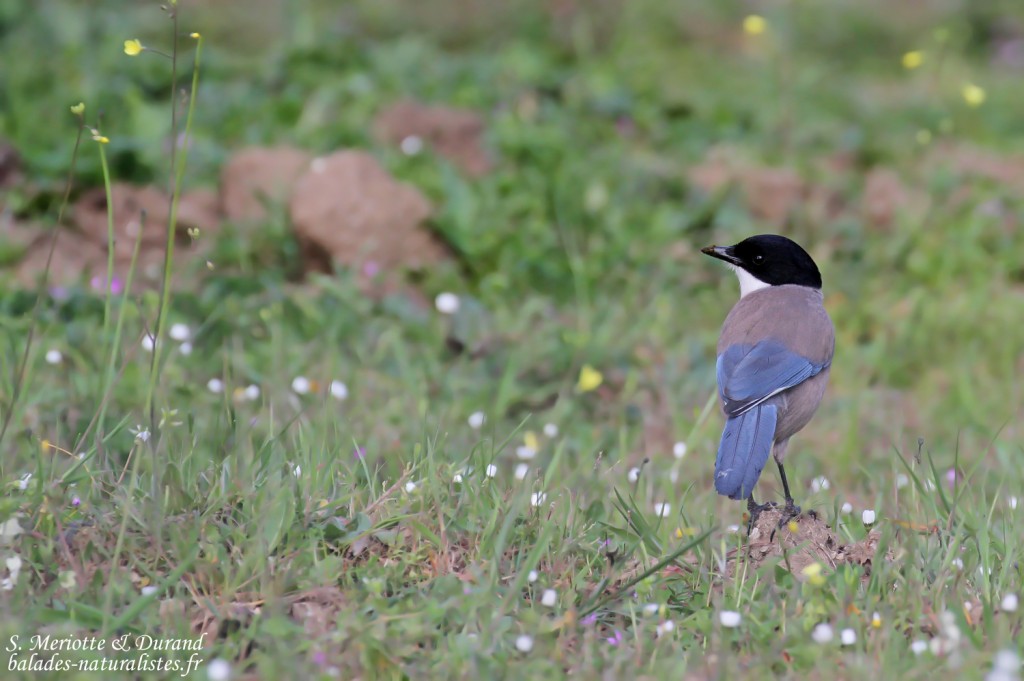 Pie bleue, Sierra Morena