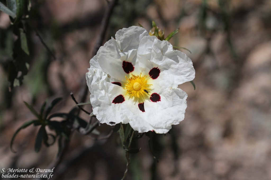 Ciste Labdanum, Sierra Morena