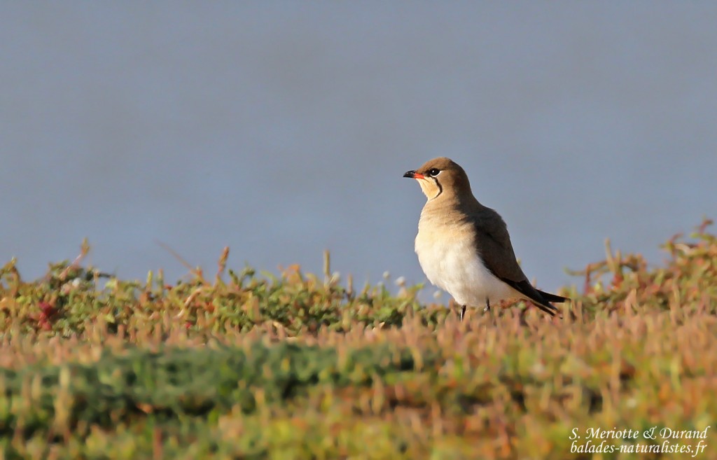 Glaréole à collier, étangs de Barbate