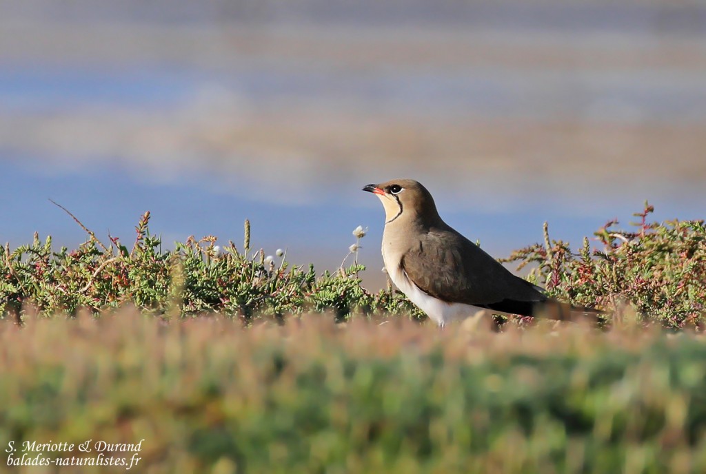 Glaréole à collier, étangs de Barbate