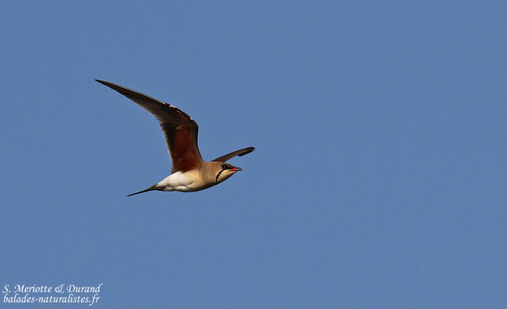Glaréole à collier, étangs de Barbate