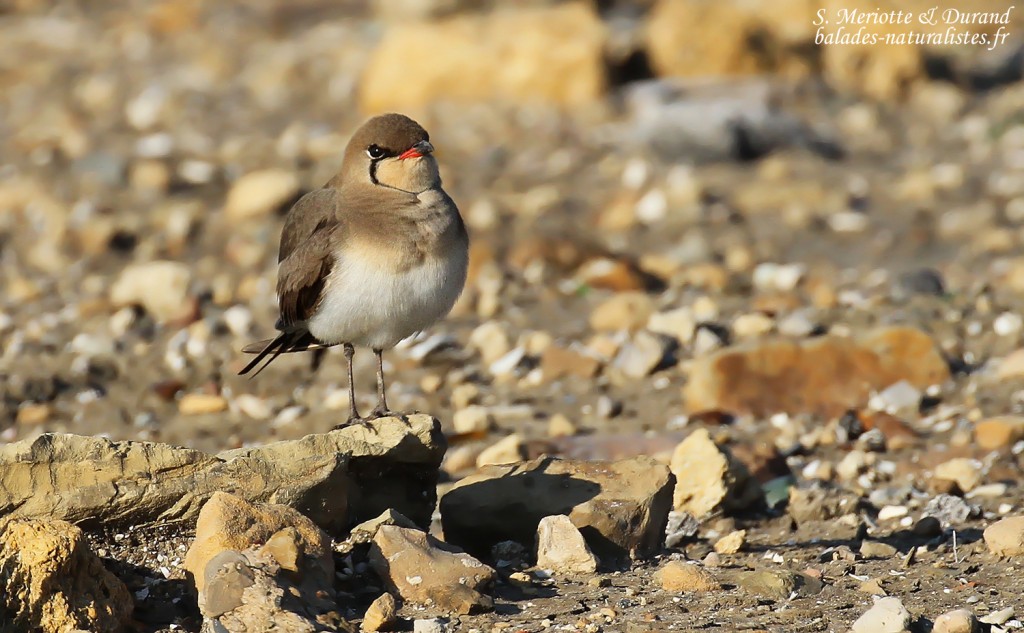 Glaréole à collier, étangs de Barbate