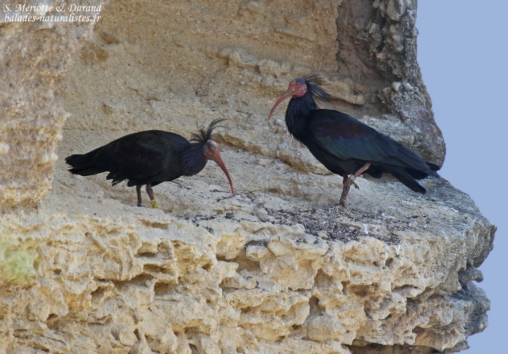Ibis chauve, Vejer de la Frontera