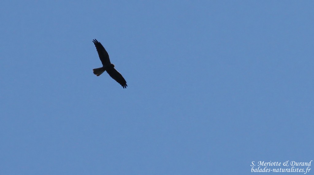 Busard cendré forme mélanique, Bolonia