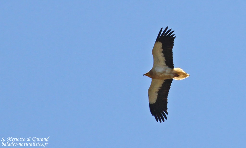 Vautour percnoptère, Bolonia