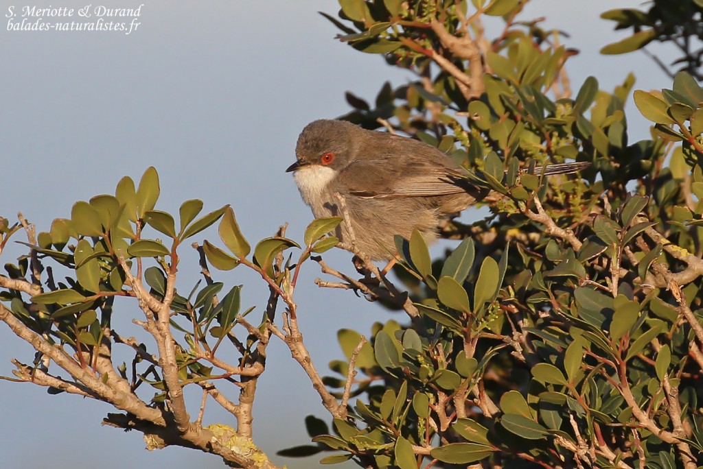Fauvette mélanocéphale, Bolonia