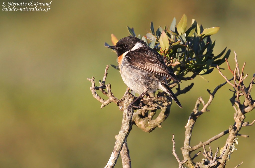 Tarier pâtre, Bolonia